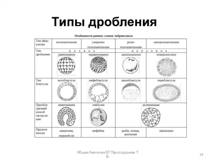 Общая биология БТ Простодушева Т.В.