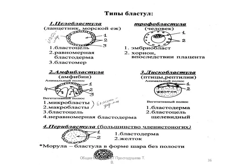 Общая биология БТ Простодушева Т.В.