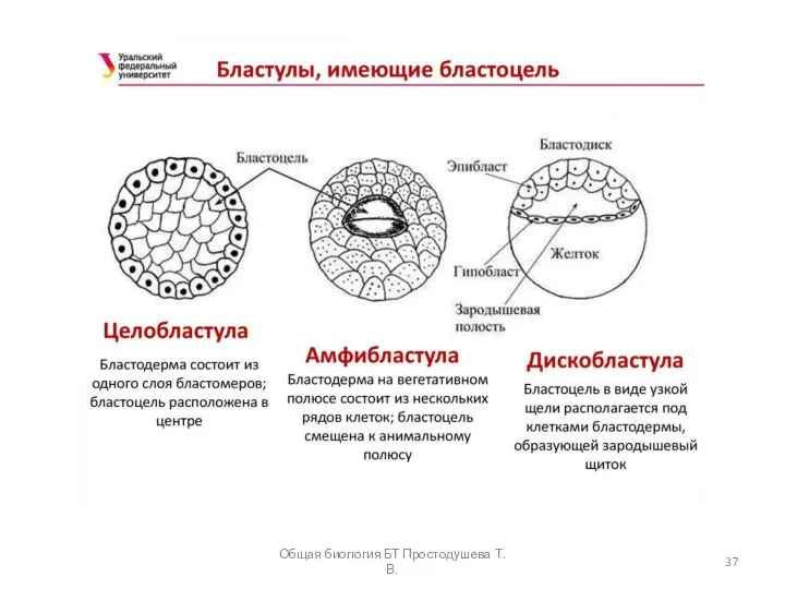 Общая биология БТ Простодушева Т.В.