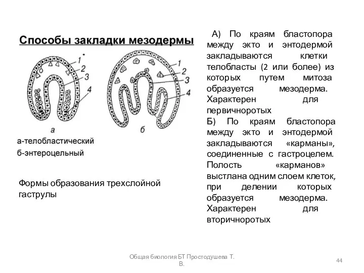 Формы образования трехслойной гаструлы А) По краям бластопора между экто и