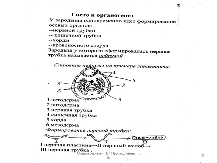 Общая биология БТ Простодушева Т.В.