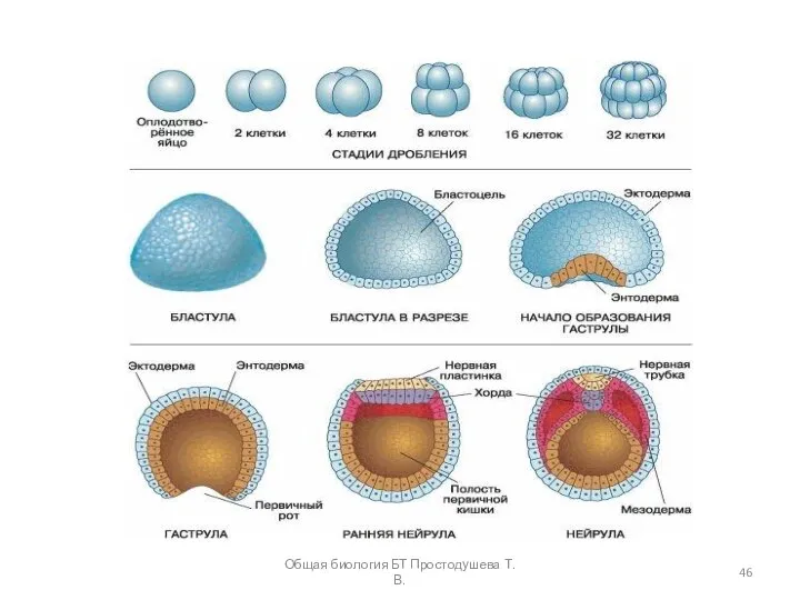Общая биология БТ Простодушева Т.В.