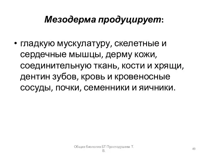 Мезодерма продуцирует: гладкую мускулатуру, скелетные и сердечные мышцы, дерму кожи, соединительную