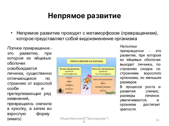 Непрямое развитие Непрямое развитие проходит с метаморфозом (превращением), которое представляет собой