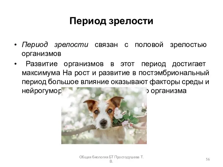 Период зрелости Период зрелости связан с половой зрелостью организмов Развитие организмов