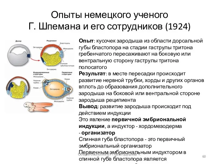 Опыты немецкого ученого Г. Шпемана и его сотрудников (1924) Опыт: кусочек