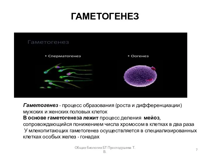 ГАМЕТОГЕНЕЗ Гаметогенез - процесс образования (роста и дифференциации) мужских и женских