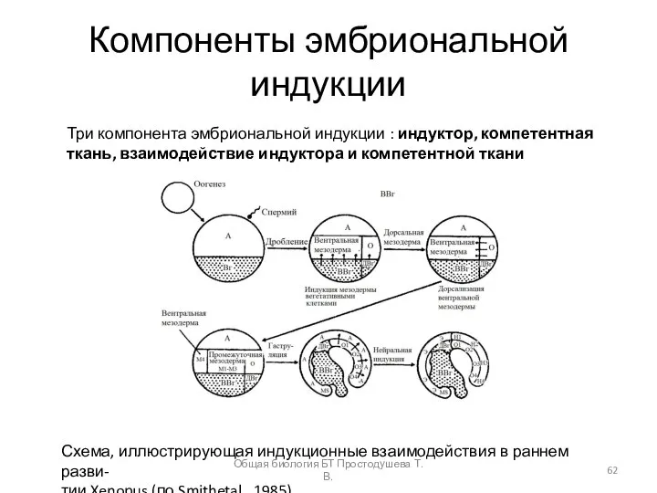 Компоненты эмбриональной индукции Три компонента эмбриональной индукции : индуктор, компетентная ткань,