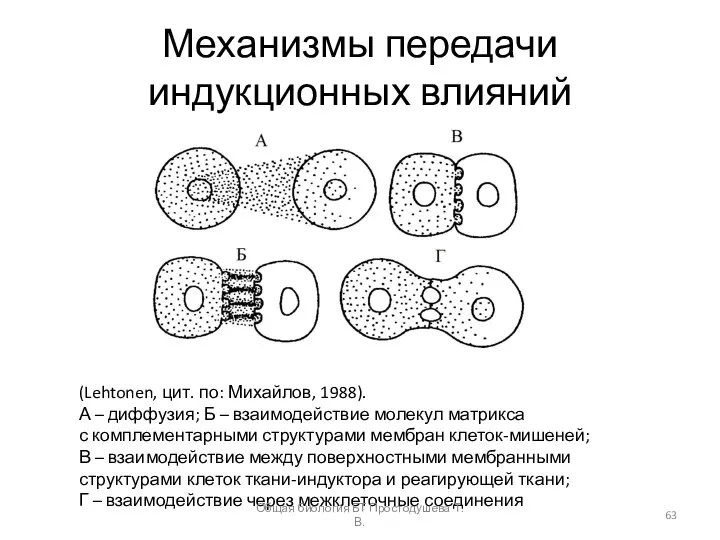 Механизмы передачи индукционных влияний (Lehtonen, цит. по: Михайлов, 1988). А –