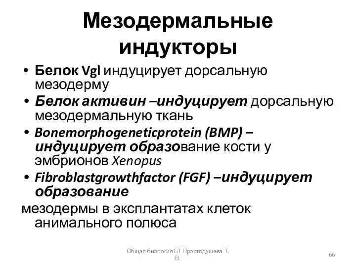 Мезодермальные индукторы Белок Vgl индуцирует дорсальную мезодерму Белок активин –индуцирует дорсальную