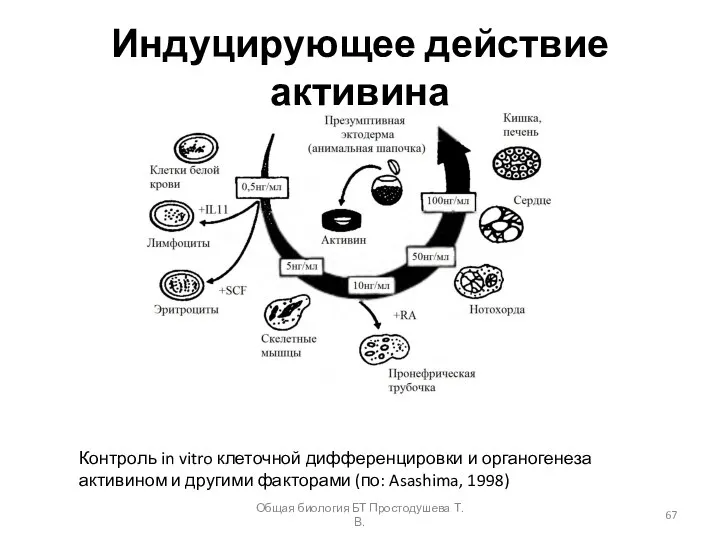 Индуцирующее действие активина Контроль in vitro клеточной дифференцировки и органогенеза активином