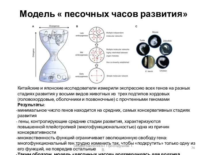 Модель « песочных часов развития» Китайские и японские исследователи измерили экспрессию