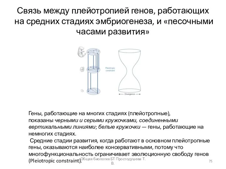 Связь между плейотропией генов, работающих на средних стадиях эмбриогенеза, и «песочными