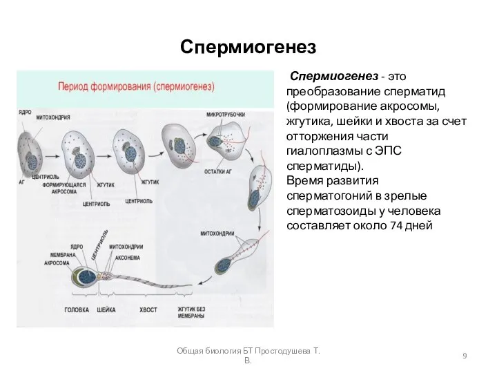 Спермиогенез Спермиогенез - это преобразование сперматид (формирование акросомы, жгутика, шейки и