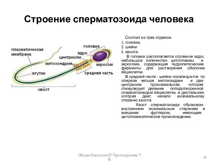 Строение сперматозоида человека Состоит из трех отделов: 1. головки, 2. шейки