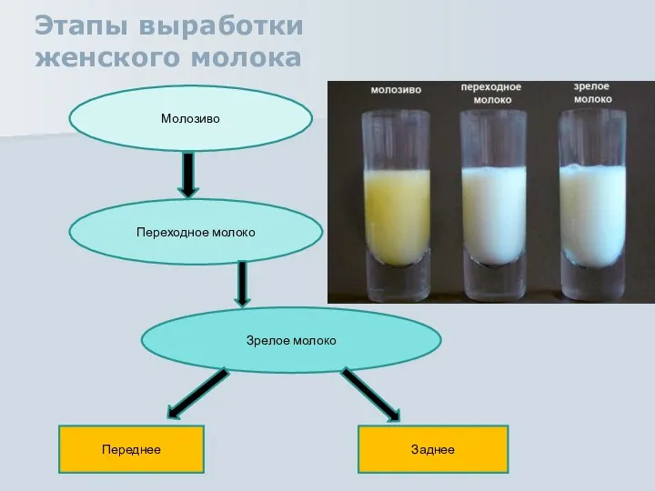 Этапы выработки женского молока Молозиво Переходное молоко Зрелое молоко Переднее Заднее