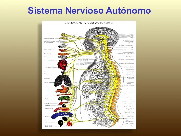 Sistema Nervioso Autónomo.