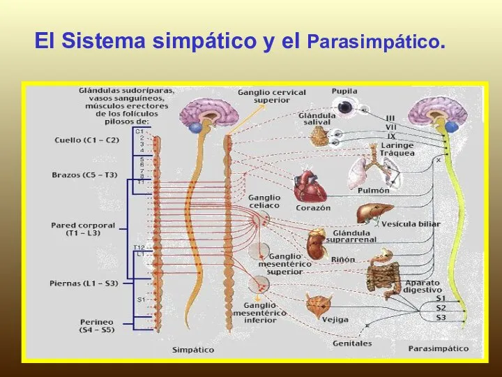 El Sistema simpático y el Parasimpático.