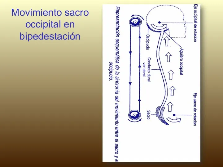 Movimiento sacro occipital en bipedestación