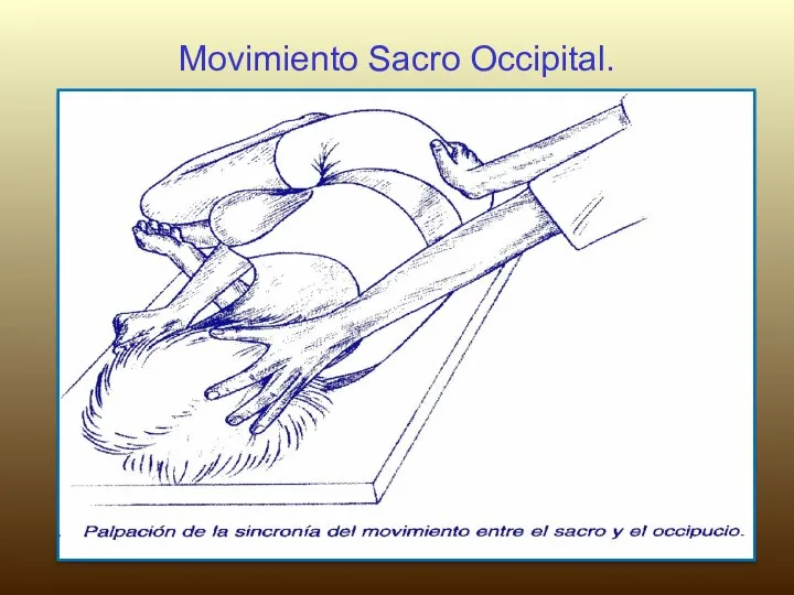 Movimiento Sacro Occipital.