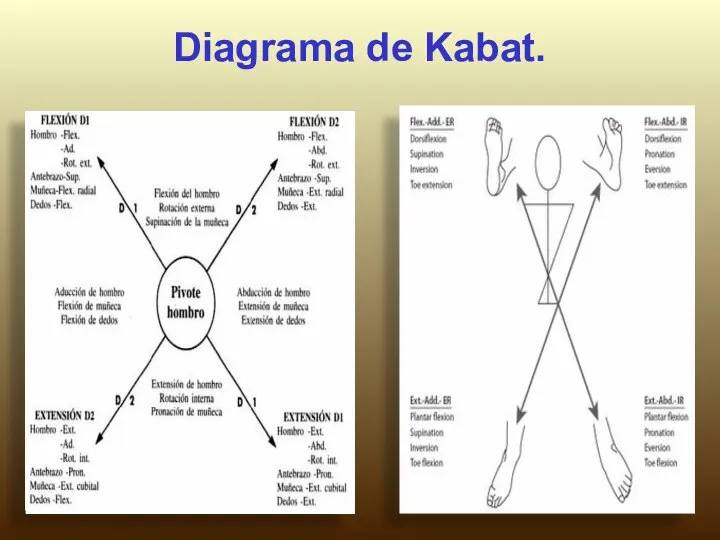 Diagrama de Kabat.