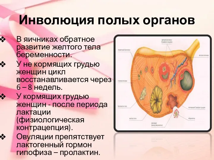 Инволюция полых органов В яичниках обратное развитие желтого тела беременности. У