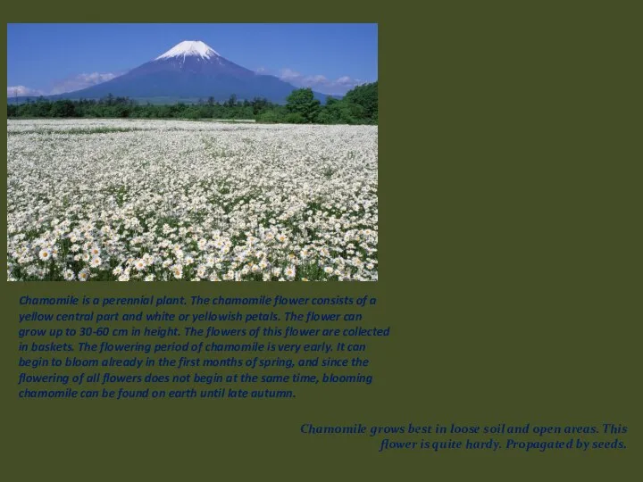 Chamomile is a perennial plant. The chamomile flower consists of a