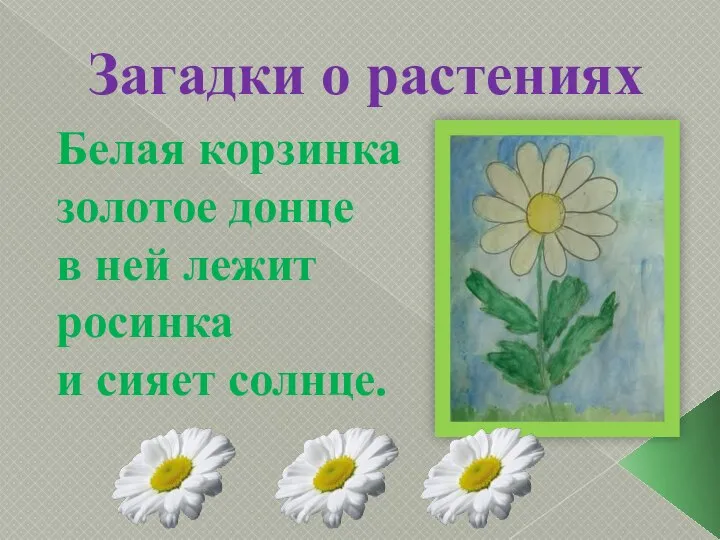 Белая корзинка золотое донце в ней лежит росинка и сияет солнце. Загадки о растениях