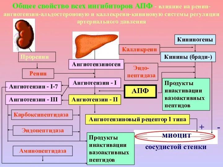 Проренин Ренин Ангиотензиноген Ангиотензин - I Ангиотензин - II Ангиотензиновый рецептор