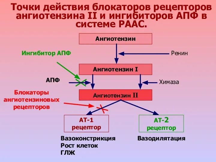 Точки действия блокаторов рецепторов ангиотензина II и ингибиторов АПФ в системе