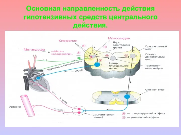 Основная направленность действия гипотензивных средств центрального действия.