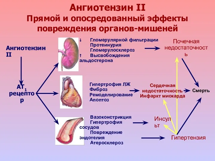 Ангиотензин II Прямой и опосредованный эффекты повреждения органов-мишеней Ангиотензин II AT1