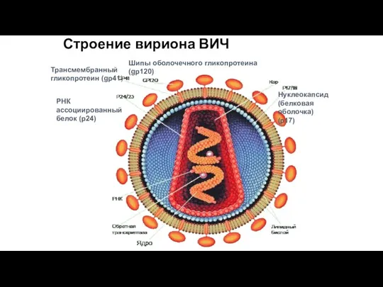 Строение вириона ВИЧ Трансмембранный гликопротеин (gp41) Нуклеокапсид (белковая оболочка) (p17) РНК