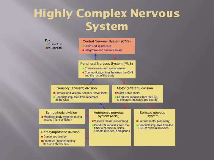 Highly Complex Nervous System