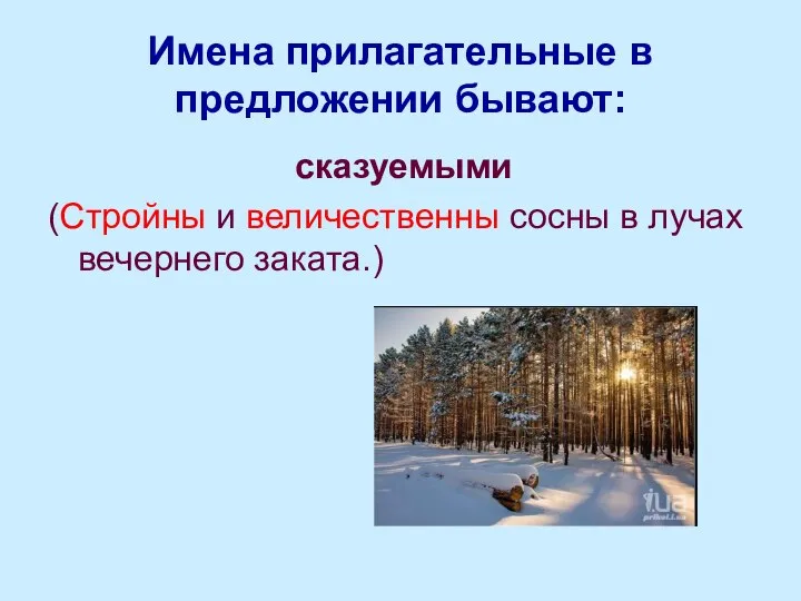 Имена прилагательные в предложении бывают: сказуемыми (Стройны и величественны сосны в лучах вечернего заката.)