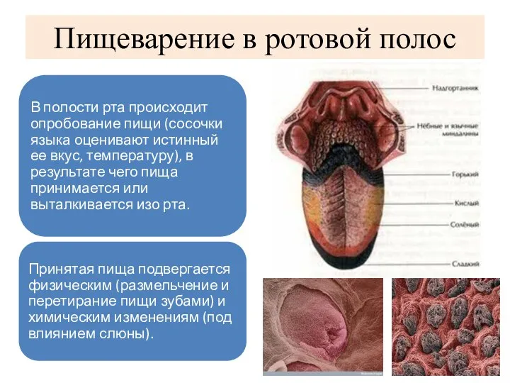 Пищеварение в ротовой полос