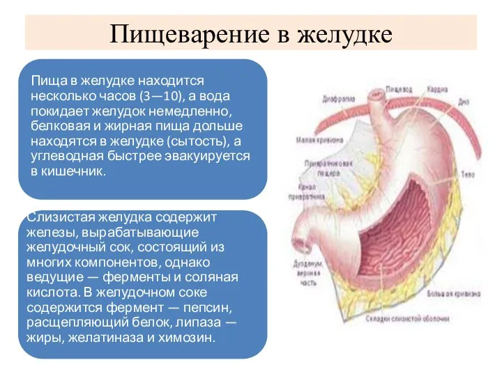 Пищеварение в желудке