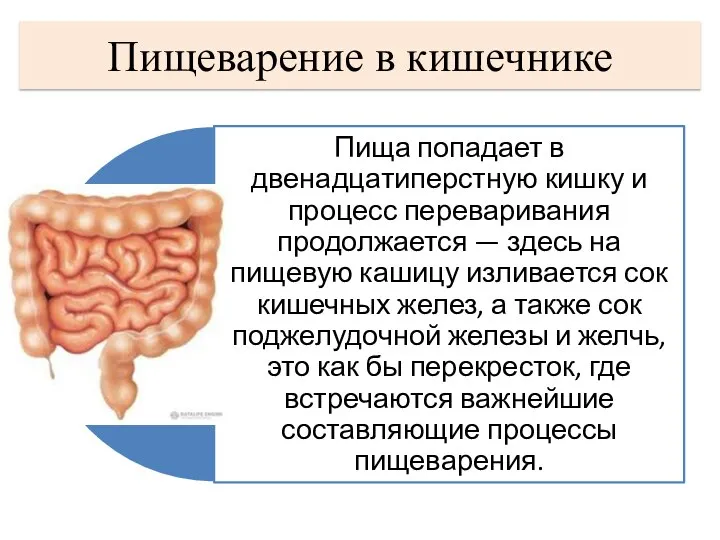 Пищеварение в кишечнике