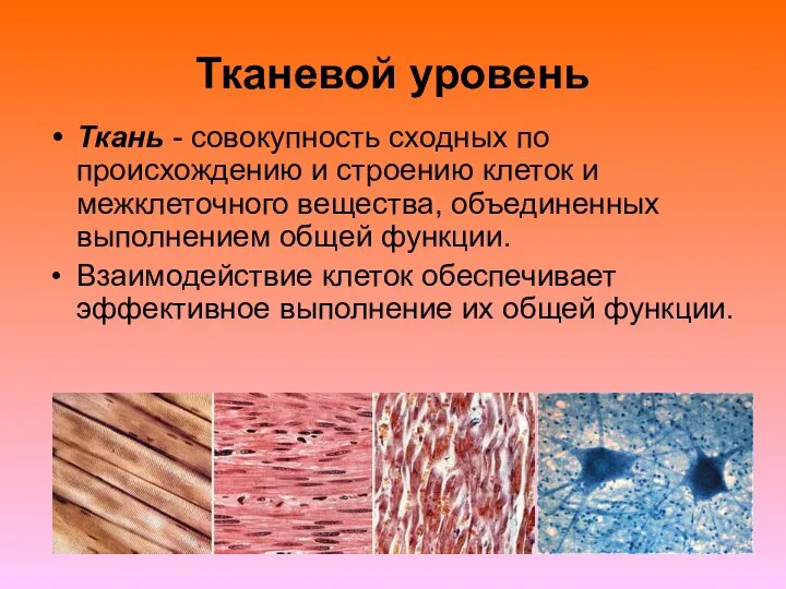 Тканевой уровень Ткань - совокупность сходных по происхождению и строению клеток