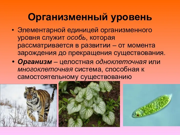 Организменный уровень Элементарной единицей организменного уровня служит особь, которая рассматривается в