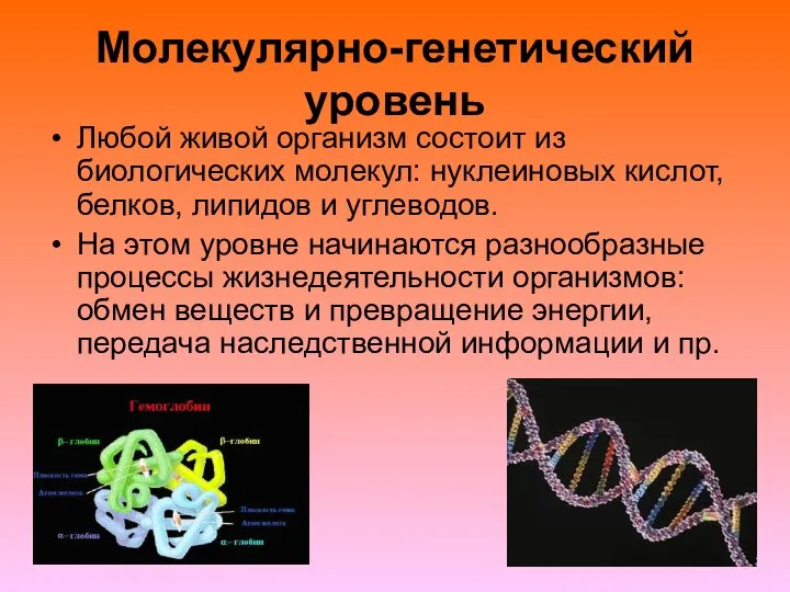 Молекулярно-генетический уровень Любой живой организм состоит из биологических молекул: нуклеиновых кислот,