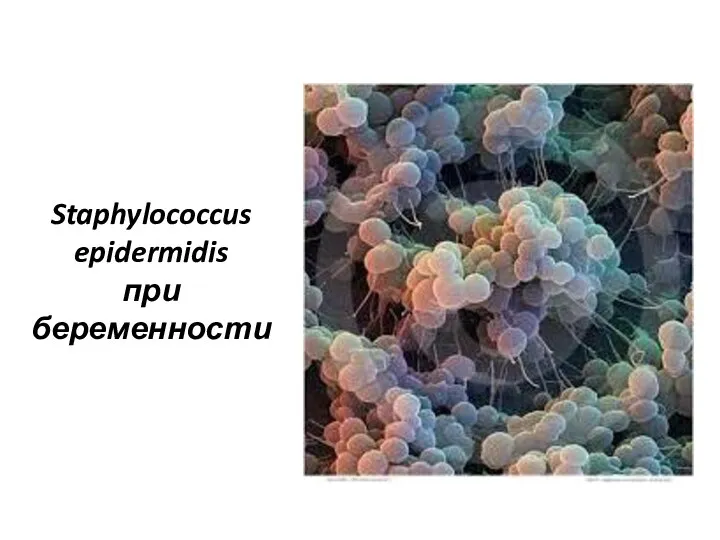 Staphylococcus epidermidis при беременности