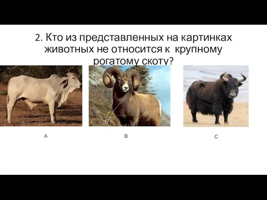 2. Кто из представленных на картинках животных не относится к крупному рогатому скоту? А В С