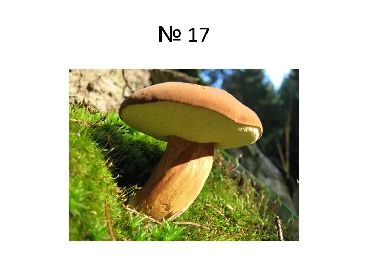 № 17