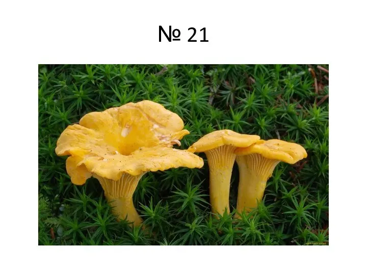 № 21