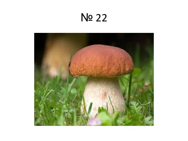 № 22