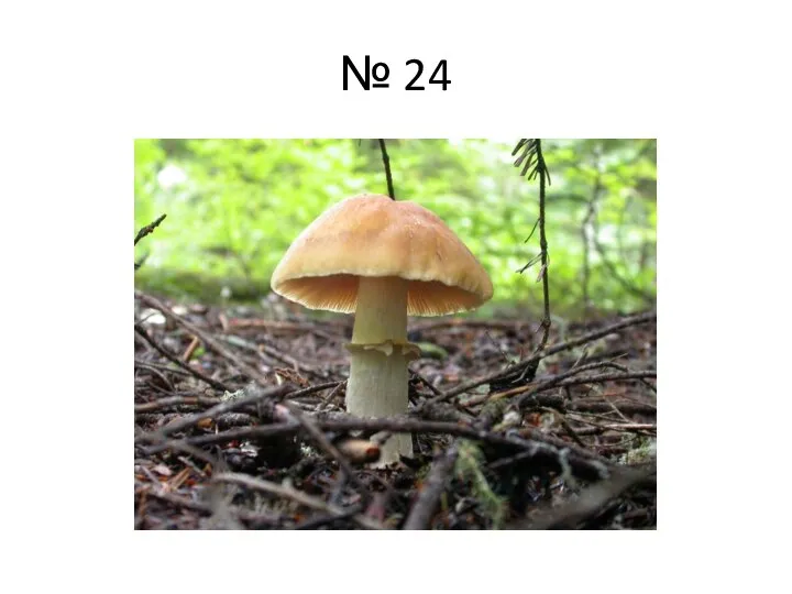 № 24