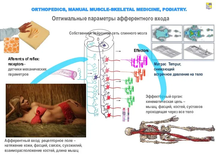 ORTHOPEDICS, MANUAL MUSCLE-SKELETAL MEDICINE, PODIATRY. Afferent:s of reflex: receptors– датчики механических