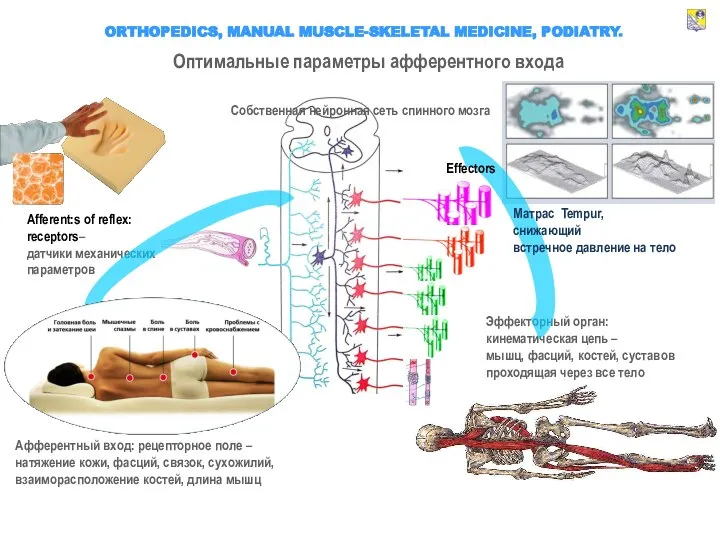 ORTHOPEDICS, MANUAL MUSCLE-SKELETAL MEDICINE, PODIATRY. Afferent:s of reflex: receptors– датчики механических