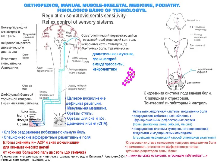 ORTHOPEDICS, MANUAL MUSCLE-SKELETAL MEDICINE, PODIATRY. FISIOLOGICS BASIC OF TEHNOLOGYS. Regulation somatovistserals